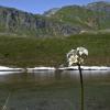 deer cabbage and mountains