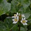 deer cabbage flowers in the rain