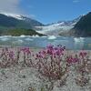 Dwarf Fireweed and Mendenhall Glacier, Juneau