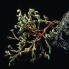 Dwarf Mistletoe (Arceuthobium tsugense)