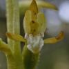 early coral-root orchid