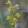 Early Coral Root orchid