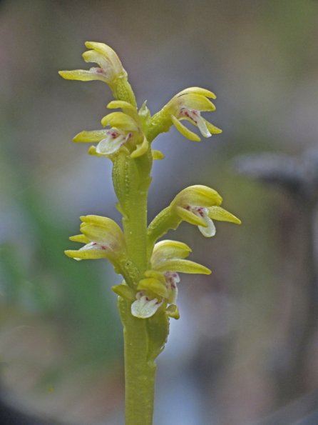 Early Coral Root orchid