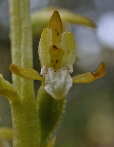 early coral-root orchid