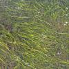 eelgrass at Bridget Cove