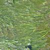 eelgrass