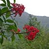 elderberry in sheep creek valley