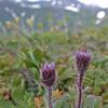 erigeron on gold ridge, Juneau