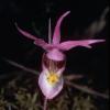 Fairy Slipper orchid (Calipso bulbosa)