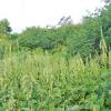 False Hellebore