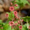 gooseberry blossoms