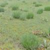 Goosetongue and Arrowgrass