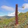 ground-cone in the alpine in Juneau, Alaska