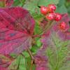 high bush cranberry with red leaf