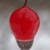 highbush cranberry with water droplet