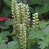 Hooded Ladies-tresses