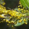 insects on willow catkin