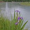 iris and mendenhall river
