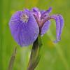 Iris, ISO-800. 1000 mm, hand-held p510