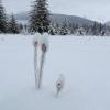 iris seed pods, Jan 11, 2013 Pt. Bridget 