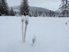 iris seed pods, Jan 11, 2013 Pt. Bridget 