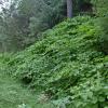 knotweed patch near Fish Creek Sept 3