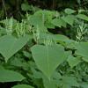 knotweed showing flowers Sept 3