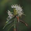 Labrador Tea, ISO-800, 1,000 mm, hand-held, p510