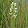 ladies tresses orchid
