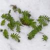 licorice fern in the snow 2