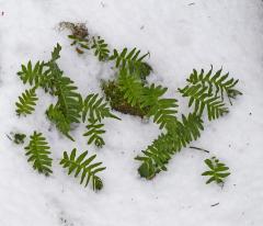 licorice fern in the snow 2