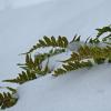 licorice fern in the snow