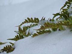 licorice fern in the snow