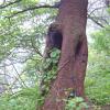 lily of the valley and tree trunk