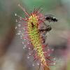 Long-leaved Sundew (Drosera anglica)
