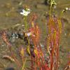 long-leaved sundew in flower