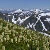 luetkia and mountains 1