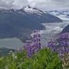 lupin on thunder mountain with mendenhall glacier