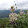 lupine, light colored, Mt. Roberts trail, Juneau