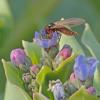 march fly female on oysterleaf blossom
