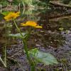 marsh marigold, Juneau