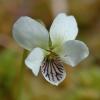 marsh violet