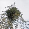 Mistletoe along Situk River