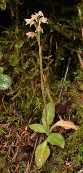 Small Bog-orchid (Platanthera obtusata)