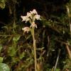Small Bog-orchid (Platanthera obtusata)
