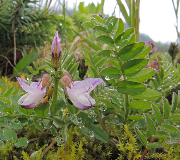 oxytrop, Mendenhall Lake shore