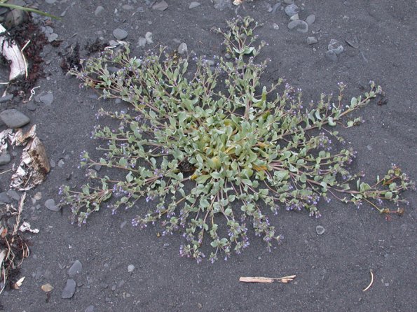 oysterleaf plant