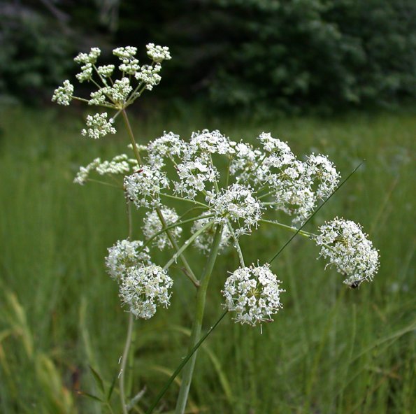 poison water hemlock flowers, Juneau
