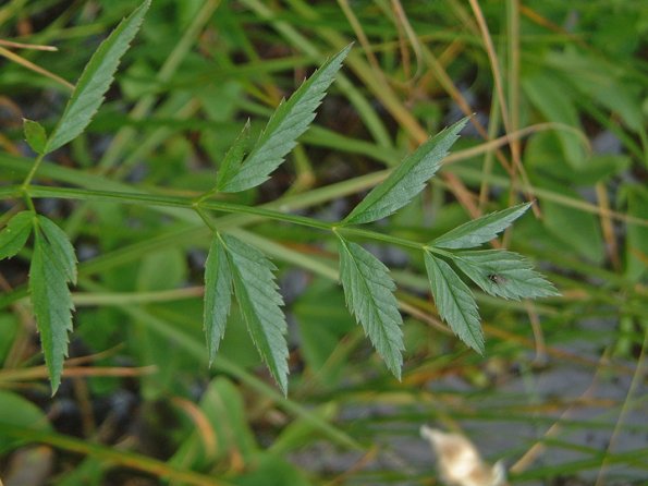poison water hemlock leaf