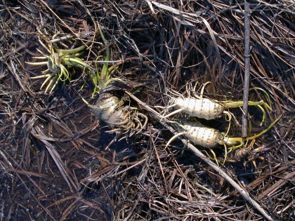 poison water hemlock roots floated up